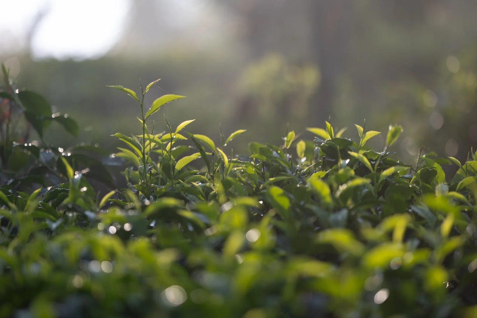Grow Crops