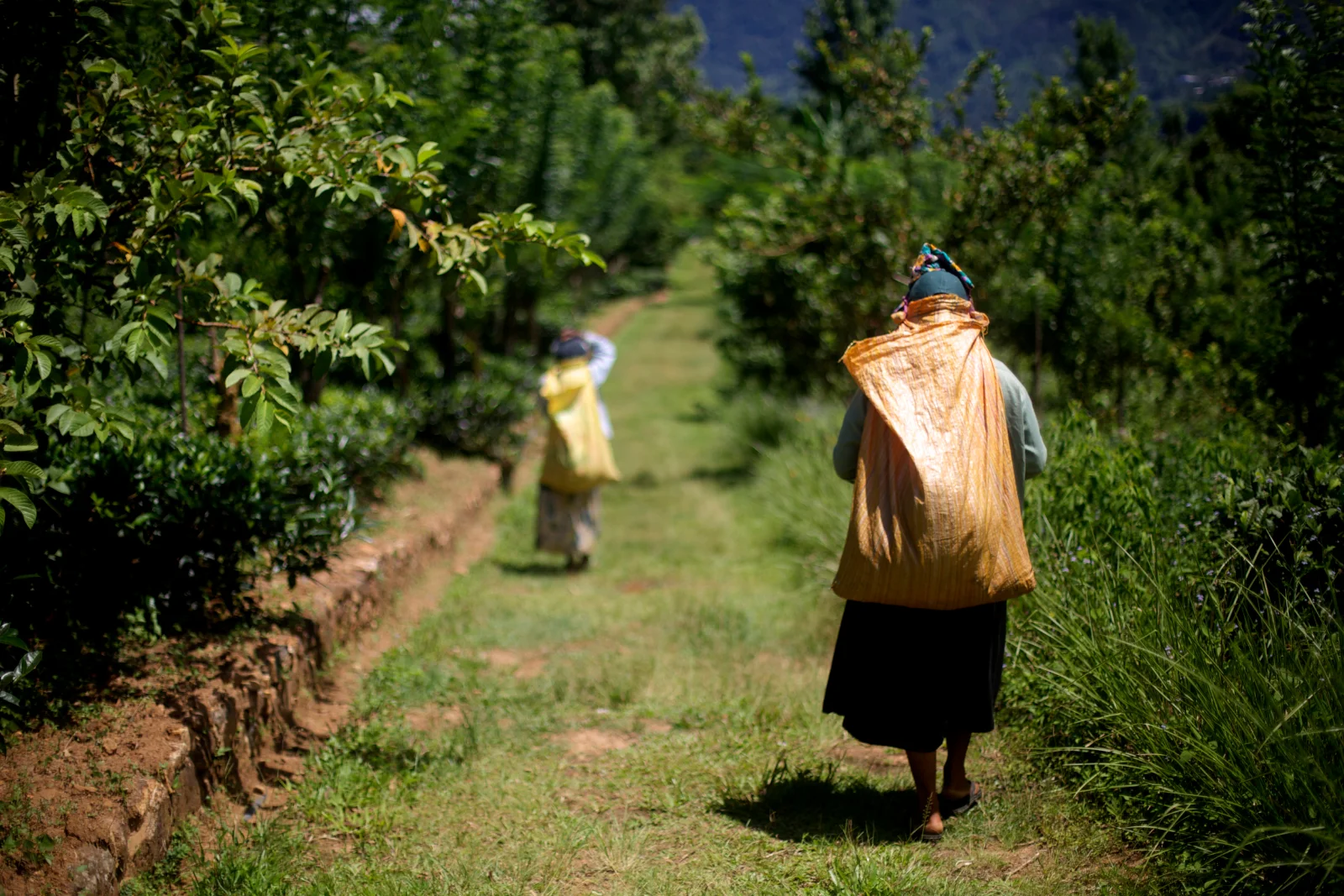 Tea Journey
